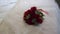 Bouquet of flowers of red roses. Wedding bouquet of the bride. Morning preparations of the newlyweds. Floral arrangement