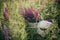 A bouquet of flowers in a straw basket and a linen hat in the grass with dew at dawn. Soft focus