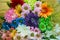 A bouquet of flowers on the table.Rainbow Daisies. Chrysanthemum Rainbow Flower. Bouquets of blossom rainbow Chrysanthemum . multi