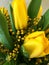 Bouquet of flowers. Yellow tulips and green. Spring flowers