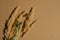 bouquet of fluffy field of dried flowers and eucalyptus sprigs on a brown background, fall greeting card copy space