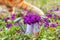 Bouquet of forest flowers violets in a tin watering can on a flower meadow close-up and paws ginger cat