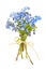 Bouquet of forget-me-nots