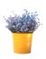 Bouquet of forget-me-nots in yellow flowerpot isolated on a white background