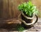 Bouquet of fragrant herbs of fennel and parsley, on a wooden background