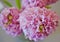 Bouquet of fragrant pink hyacinths