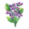 Bouquet of Fragrant violets wild flower English Sweet Violets, Viola odorata