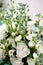 Bouquet of fragrant white stock flowers (matthiola)