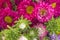 Bouquet of Fresh Aster Closeup