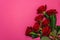 Bouquet of fresh burgundy roses on a matte pink background