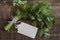Bouquet of fresh coriander or cilantro