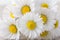 Bouquet of fresh daisies