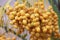 Bouquet of fresh date palm tree