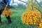 Bouquet of fresh date palm tree