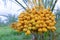 Bouquet of fresh date palm tree