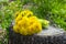 Bouquet of fresh flowers dandelions on stump against spring grass