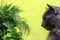 A bouquet of fresh, green dill and parsley is sniffed by a gray Nebelung cat on a yellow background. Copy space - concept of