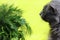 A bouquet of fresh, green dill and parsley is sniffed by a gray Nebelung cat on a yellow background. Copy space - concept of