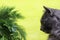 A bouquet of fresh, green dill and parsley is sniffed by a gray Nebelung cat on a yellow background. Copy space - concept of