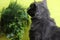 A bouquet of fresh, green dill and parsley is sniffed by a gray Nebelung cat on a yellow background. Copy space - concept of