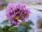 Bouquet fresh Lagerstroemia indica  purple flower blooming bush in botany garden