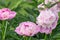 Bouquet of fresh pink peonies in garden