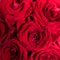 Bouquet of fresh roses. Red rose bright background, square flowers pattern