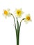 Bouquet of fresh spring flowers daffodils on a wooden background.