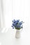 A bouquet of fresh spring Muscari hyacinths in a white jug in fr