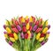 Bouquet of fresh spring tulips. Colorful flowers water drops