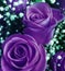 Bouquet of fresh ultra violet roses with small white flowers