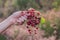 A bouquet of fresh wild strawberries in hand