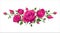 Bouquet, garland of pink roses. Vector illustration, decoration for postcards, wedding invitations. Pink roses with leaves and