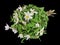 Bouquet from gentle  first forest springs white snowdrops  flowers lie on table isolated