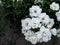 Bouquet of gently white elegant rose inflorescence `Guirlande d`Amour` variety