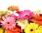 Bouquet gerbera flower