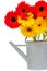 Bouquet of gerbera flowers in watering can