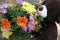 Bouquet of gerberas and chrysanthemums , next to the toy bear