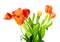 Bouquet of ginger tulips isolated