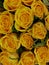 a bouquet of glowing yellow gold coloured rose blooms