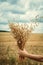 Bouquet golden oats in female hand, background of harvested field