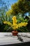 Bouquet of golden wattle in red glass vase on the wooden table, branches of mimosa