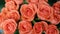 Bouquet of gorgeous coral roses. Festive background