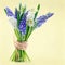 Bouquet of grape hyacinth flowers