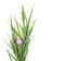 A bouquet of green striped decorative grass phalaris with flower cornflower on white background with space for text