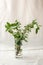 Bouquet of green twigs in a glass vase. Fresh greenery still life. Floral decoration. Spring and summer time minimal close up.