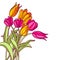 Bouquet of hand drawn pink and yellow tulip flowers, on white background.