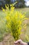 Bouquet in the hands of wild grass , sweet clover medicinal in nature