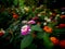 Bouquet of Hedge Flowers Blooming