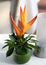 Bouquet heliconia